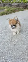 N#2, a male Pomeranian for sale in Braselton, GA – Photo 3 of 10