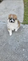 N#2, a male Pomeranian for sale in Braselton, GA – Photo 4 of 10