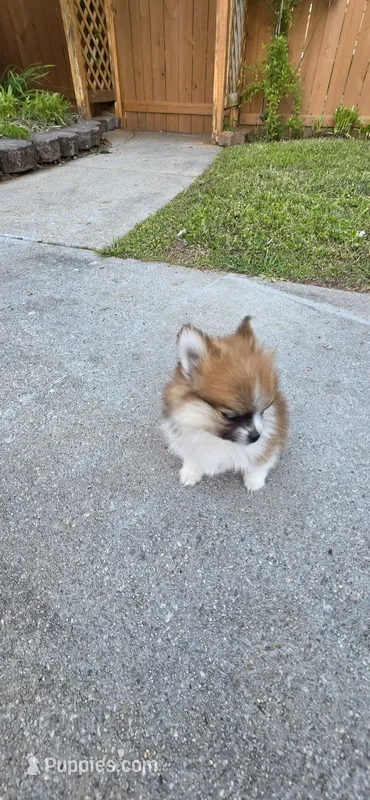 N#2 – Pomeranian puppy for sale in Braselton, GA