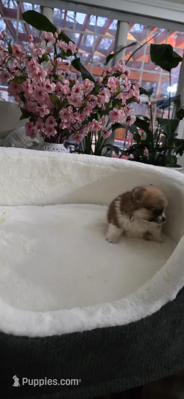 N#2 – Pomeranian puppy for sale in Braselton, GA