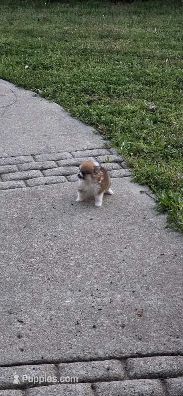 N#2 – Pomeranian puppy for sale in Braselton, GA