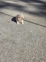 LF3, a female Shiranian for sale in Braselton, GA – 6 of 10