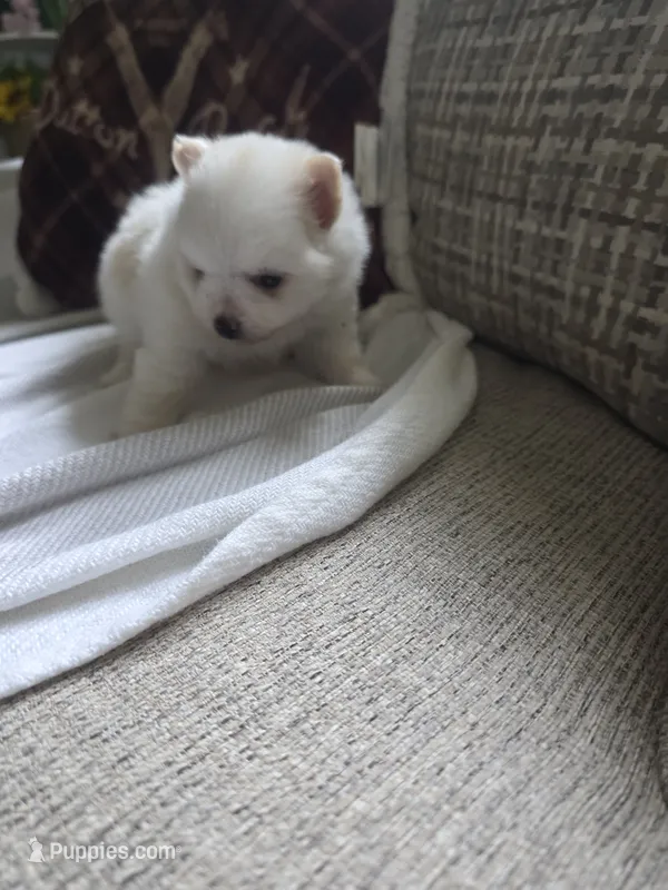 BM#1 – Pomeranian puppy for sale in Braselton, GA