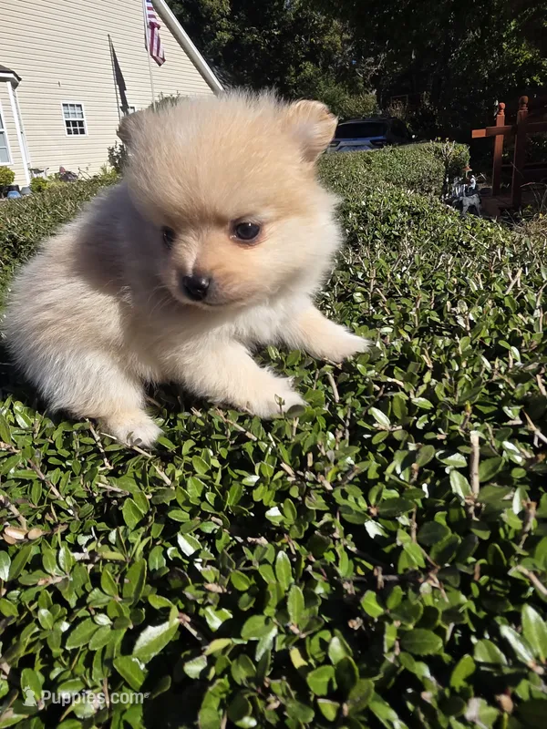 NM#1 – Pomeranian puppy for sale in Braselton, GA