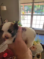 1, a male Pomeranian for sale in Braselton, GA – Photo 4 of 4