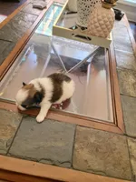 1, a male Pomeranian for sale in Braselton, GA – Photo 3 of 4