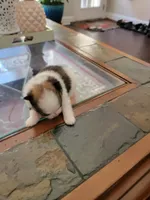 1, a male Pomeranian for sale in Braselton, GA – Photo 2 of 4