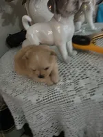 LF#2, a female Shiranian for sale in Braselton, GA – 3 of 10