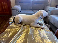 Jaycob, a male Australian Cattle Dog and Labrador Retriever for sale in Crowley, CO – Photo 5 of 6