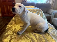 Jaycob, a male Australian Cattle Dog and Labrador Retriever for sale in Crowley, CO – Photo 1 of 6
