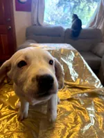 Jaycob, a male Australian Cattle Dog and Labrador Retriever for sale in Crowley, CO – Photo 4 of 6