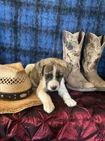 Athena, a female Border Collie and Siberian Husky for sale in Crowley, CO – Photo 6 of 10