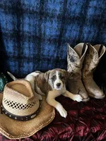 Athena, a female Border Collie and Siberian Husky for sale in Crowley, CO – Photo 8 of 10