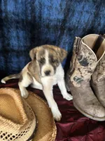 Athena, a female Border Collie and Siberian Husky for sale in Crowley, CO – Photo 4 of 10