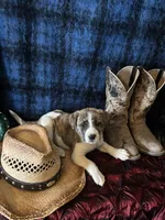 Athena, a female Border Collie and Siberian Husky for sale in Crowley, CO – Photo 10 of 10