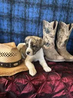 Athena, a female Border Collie and Siberian Husky for sale in Crowley, CO – Photo 5 of 10
