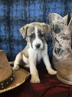 Athena, a female Border Collie and Siberian Husky for sale in Crowley, CO – Photo 2 of 10