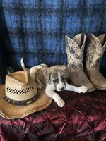 Athena, a female Border Collie and Siberian Husky for sale in Crowley, CO – Photo 9 of 10