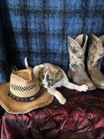 Athena, a female Border Collie and Siberian Husky for sale in Crowley, CO – Photo 7 of 10