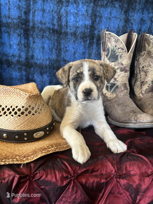 Athena – Border Collie, Siberian Husky puppy for sale in Crowley, CO