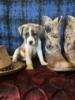 Athena, a female Border Collie and Siberian Husky for sale in Crowley, CO – Photo 3 of 10