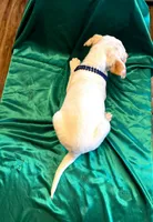 Ace, a male Australian Cattle Dog and Labrador Retriever for sale in Crowley, CO – Photo 3 of 5