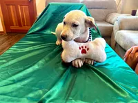Ace, a male Australian Cattle Dog and Labrador Retriever for sale in Crowley, CO – Photo 5 of 5