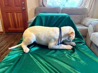 Ace, a male Australian Cattle Dog and Labrador Retriever for sale in Crowley, CO – Photo 2 of 5