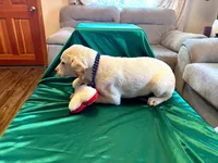 Ace, a male Australian Cattle Dog and Labrador Retriever for sale in Crowley, CO – Photo 4 of 5