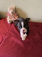 Lana, a female Boston Terrier for sale in Crowley, CO – Photo 10 of 10