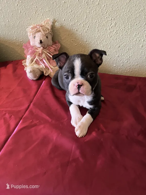 Lana – Boston Terrier puppy for sale in Crowley, CO