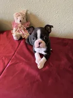 Lana, a female Boston Terrier for sale in Crowley, CO – Photo 1 of 10