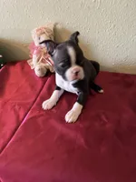 Lana, a female Boston Terrier for sale in Crowley, CO – Photo 5 of 10