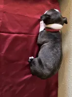 Lana, a female Boston Terrier for sale in Crowley, CO – Photo 2 of 10