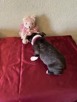 Lana, a female Boston Terrier for sale in Crowley, CO – Photo 7 of 10