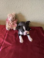 Lana, a female Boston Terrier for sale in Crowley, CO – Photo 9 of 10
