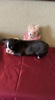 Lana, a female Boston Terrier for sale in Crowley, CO – Photo 4 of 10