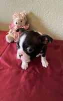 Lana, a female Boston Terrier for sale in Crowley, CO – Photo 3 of 10