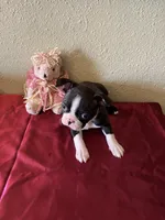 Lana, a female Boston Terrier for sale in Crowley, CO – Photo 8 of 10