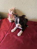 Lana, a female Boston Terrier for sale in Crowley, CO – Photo 6 of 10