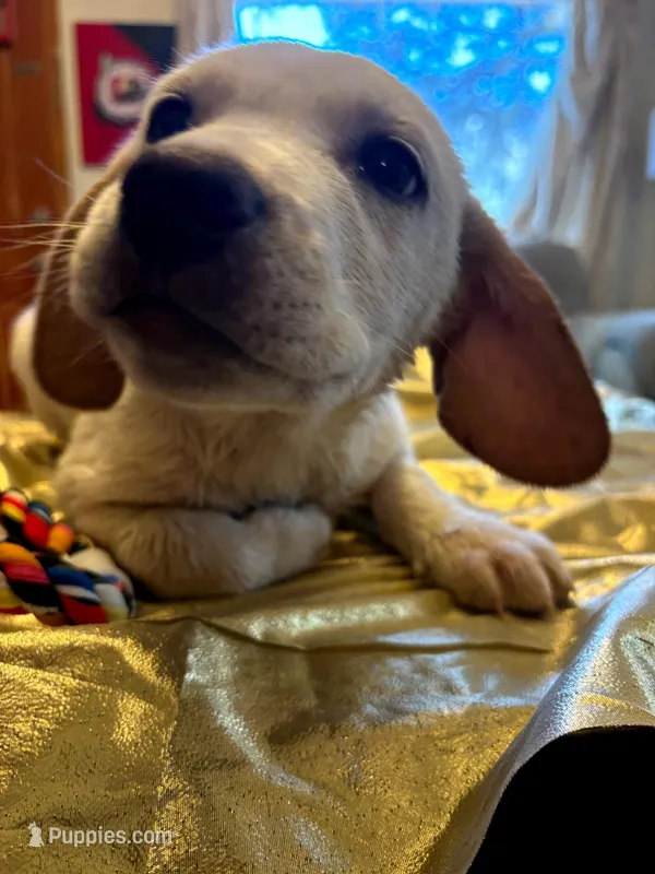 Bristol  – Australian Cattle Dog, Labrador Retriever puppy for sale in Crowley, CO