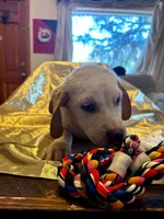 Bristol , a male Australian Cattle Dog and Labrador Retriever for sale in Crowley, CO – Photo 4 of 7