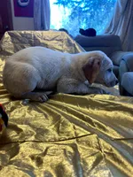 Bristol , a male Australian Cattle Dog and Labrador Retriever for sale in Crowley, CO – Photo 5 of 7