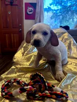 Bristol , a male Australian Cattle Dog and Labrador Retriever for sale in Crowley, CO – Photo 2 of 7