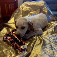 Bristol , a male Australian Cattle Dog and Labrador Retriever for sale in Crowley, CO – Photo 3 of 7