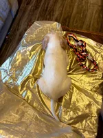 Bristol , a male Australian Cattle Dog and Labrador Retriever for sale in Crowley, CO – Photo 7 of 7