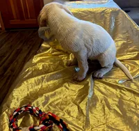 Bristol , a male Australian Cattle Dog and Labrador Retriever for sale in Crowley, CO – Photo 6 of 7