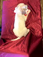 Cooper, a male Australian Cattle Dog and Labrador Retriever for sale in Crowley, CO – Photo 3 of 5