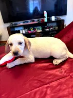 Cooper, a male Australian Cattle Dog and Labrador Retriever for sale in Crowley, CO – Photo 5 of 5