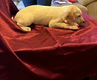Cooper, a male Australian Cattle Dog and Labrador Retriever for sale in Crowley, CO – Photo 4 of 5